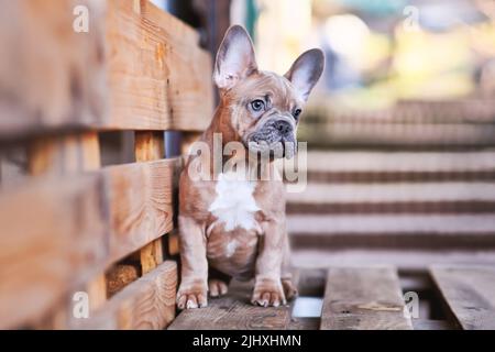 3 months old blue red fawn French Bulldog dog puppy Stock Photo