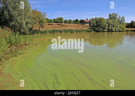 Dark green colored algae that fill the lake. Stock Photo