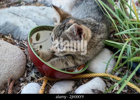 Little kitten playing in house garden closeup Stock Photo