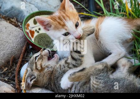 Small kittens playing in house yard closeup Stock Photo