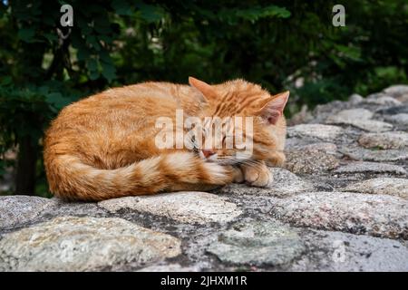 Sleeping orange cat closeup on stone wall Stock Photo
