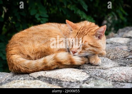 Sleeping orange cat closeup on stone wall Stock Photo