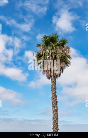 Mexikanische Fächerpalme auf Teneriffa Stock Photo