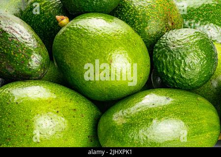 Closeup scene pile of green avocado on a table. Avocados or Avocado pear or Alligator Pear are cultivated in tropical and mediterranean climates of ma Stock Photo