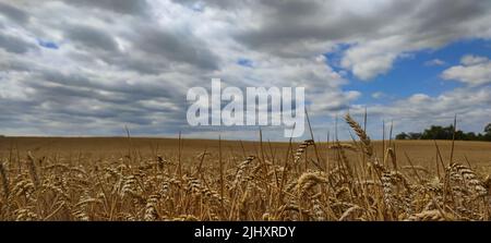 Panoramic view of a grain field under a partly cloudy sky Stock Photo