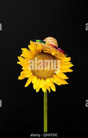 Sunflower with sombrero isolated on dark background. Summer abstract minimal concept. Rectangle with copy space Stock Photo