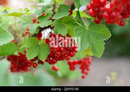 Cluster of ripe red currant with green leaves on a branch in the garden. The concept of organic gardening. Close-up, selective focus. Stock Photo