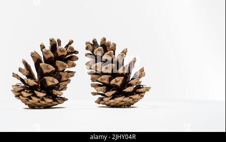 Isolated Pine cone on white background Stock Photo