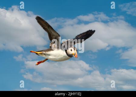 Close up of Atlantic puffin in flight in summer, UK. Stock Photo