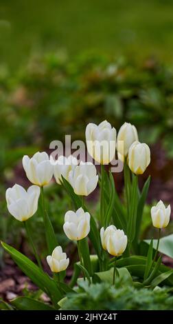 White tulips growing, blossoming, flowering in a lush green garden. Bunch of didiers tulip flowers from tulipa Gesneriana species blooming in a park Stock Photo