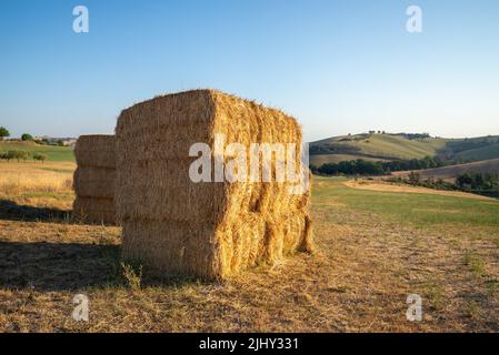 A view of haystacks in a field near Montegridolfo, an antique village in the Emilia-Romagna region of Italy. Cultivated fields on the hillside, under Stock Photo