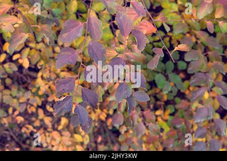Yellow, orange, brown leaves on ground in Autumn season. City autumn park. Outdoor.
