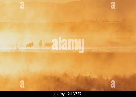 Three sandhill cranes in a wetland at sunrise on a misty morning Stock Photo