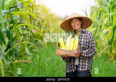 Asian farmer smiling and holding a crate filled with sweetcorn standing in corn field. Agriculture. Stock Photo