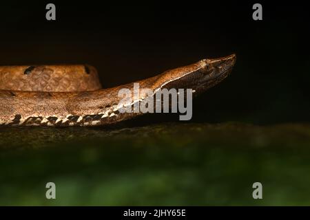 Portrait of a hump-nosed pit viper from Goa, India Stock Photo