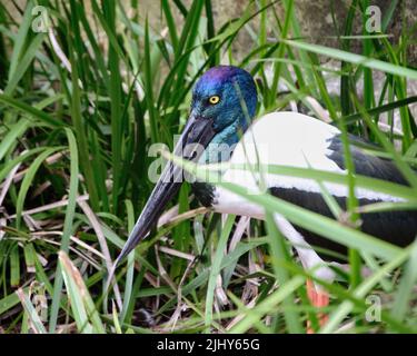 Female Black-necked stork (Ephippiorhynchus asiaticus) in long grass Stock Photo