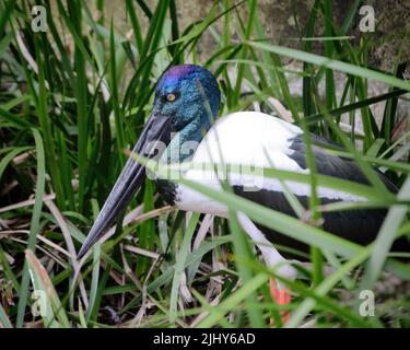 Female Black-necked stork (Ephippiorhynchus asiaticus) in long grass Stock Photo