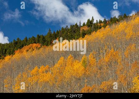 Aspen along Monarch Pass in autumn, San Isabel National Forest, Sawatch Range, Colorado Stock Photo