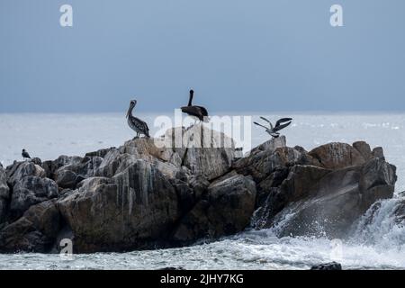 Peruvian Pelicans share guano-stained rocks with Belcher's Gulls on the shore of in Pan de Azucar NP, Chile. Stock Photo