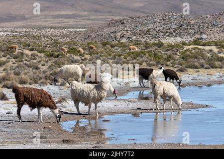 A herd of domestic llamas, Lama glama, drinking in Lauca National Park with a herd of wild vicunas behind.   Chile. Stock Photo