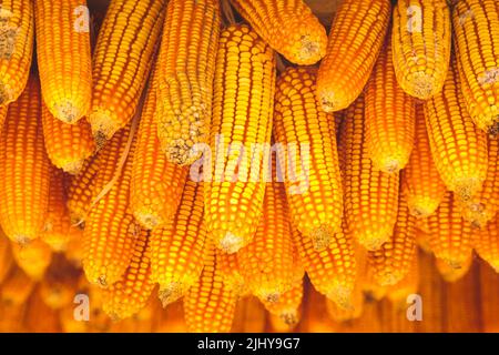 Selective focus on ripe dried yellow corn cobs hanging on roof. nature background Stock Photo