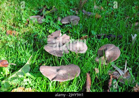 Toadstools in grass Stock Photo