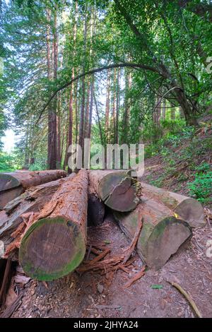 A pile, stack of old logs by the side of a path, trail. At Redwood Regional Park in Oakland, California. Stock Photo