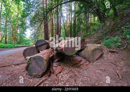 A pile, stack of old logs by the side of a path, trail. At Redwood Regional Park in Oakland, California. Stock Photo