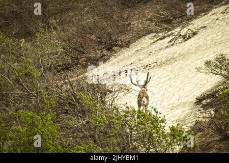 Back view of Caribou with large antlers crossing a patch of snow in Denali National Park Alaska USA Stock Photo