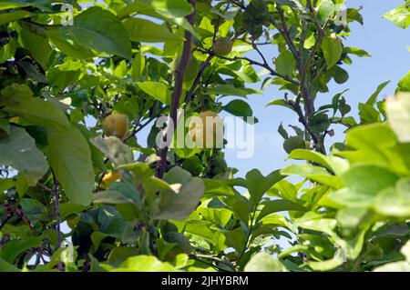 Lemons growing on on lemon tree against blue sky, Tilos, Summer 2022 Stock Photo