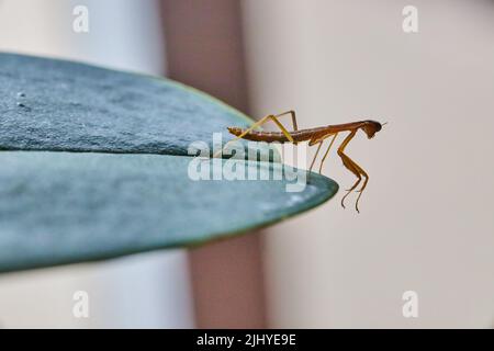 Tiny pray mantis baby on green leaf Stock Photo