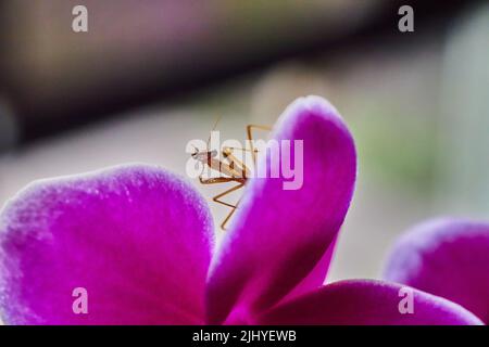 Posing baby pray mantis bug on pink orchid flower Stock Photo