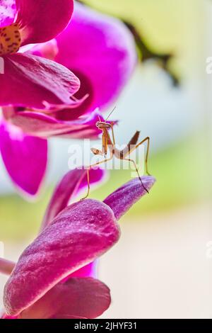 Baby pray mantis poses on pink orchid flowers Stock Photo