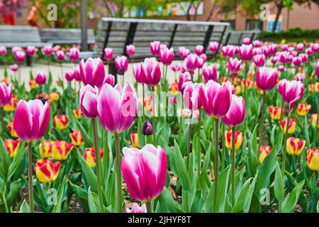 Vibrant pink and red tulip garden in park by benches in spring Stock Photo