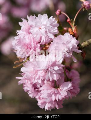 Hill Cherry Kiku-Shidare-Sakura (Prunus serrulata) Stock Photo