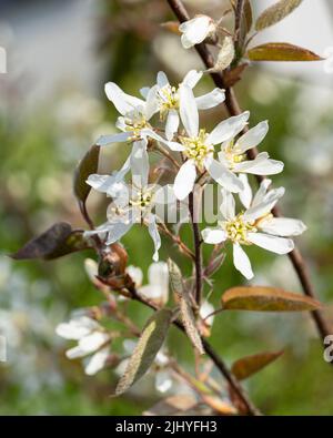 Juneberry (Amelanchier lamarckii), blooms of springtime Stock Photo