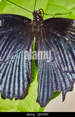 Detail of dark blue wings on butterfly Stock Photo