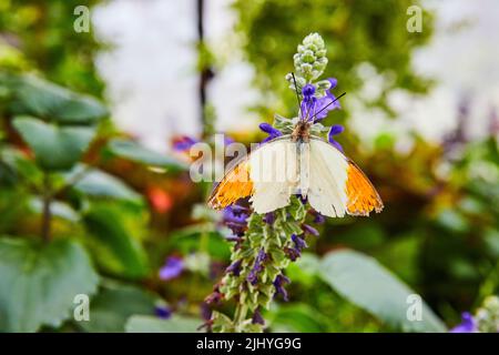 Beautiful Great Orange Tip butterfly on purple flowers Stock Photo