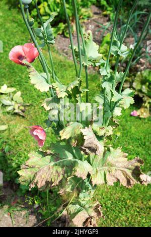 Poppy plant papaver coral burnt crispy heat damage on brown leaves growing in dry soil garden July 2022 heatwave Wales UK Great Britain KATHY DEWITT Stock Photo