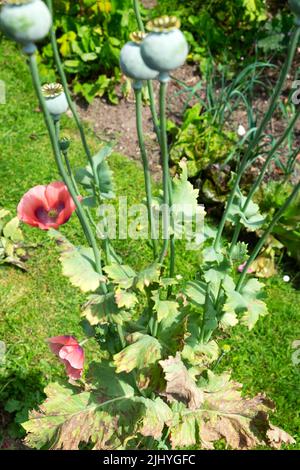 Poppy plant papaver coral burnt crispy heat damage on brown leaves growing in dry soil garden July 2022 heatwave Wales UK Great Britain KATHY DEWITT Stock Photo