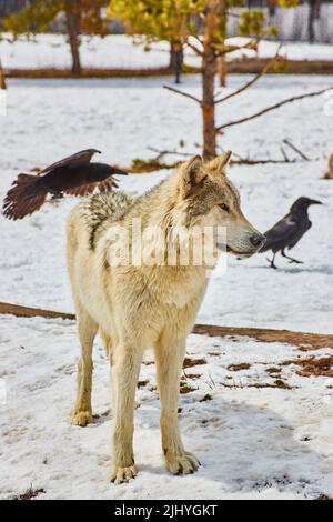 White wolf in snow at park with black crows Stock Photo