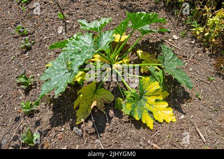 Courgette plant with dying yellow leaves growing in dry parched garden soil in July 2022 heatwave drought Wales UK Great Britain   KATHY DEWITT Stock Photo