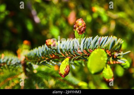 Vibrant green pinecones growing in spring on branch Stock Photo