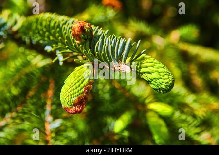 Young pinecones growing on branch in early vibrant spring Stock Photo