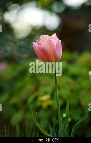 White and pink tulips growing in a lush garden at home. Pretty flora with vibrant petals and green stems blooming in the meadow in springtime. Closeup Stock Photo