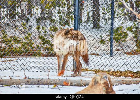 Wolf exploring fenced area covered in snow Stock Photo