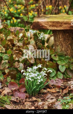 Closeup of white common snowdrop flowers growing among barrenwort or epimedium pinnatum in lush, secluded and garden or forest. Texture detail of Stock Photo