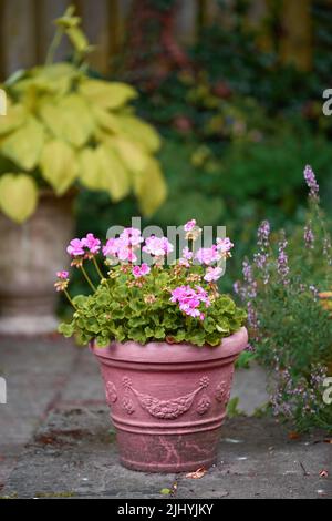 Pink flowers in a vase in a backyard garden in summer. Zonal geranium flowers displayed in a vessel or jar on a lawn for landscaping and decoration Stock Photo