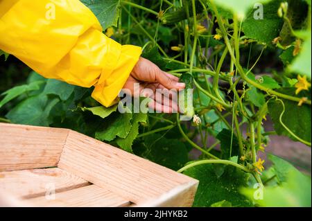 Gardener's hand picking up cucumber cultivated in an organic eco farm. Agriculture, gardening, farming, agribusiness. Stock Photo
