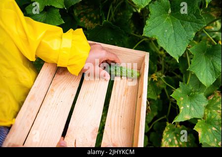 Details: Gardener's hand putting harvested cucumber cultivated in an organic eco farm into a wooden box. Gardening Stock Photo